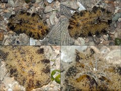 Thordisa villosa • © Rene Ong • All Rights Reserved