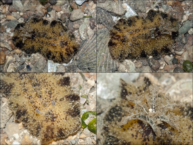 Thordisa villosa