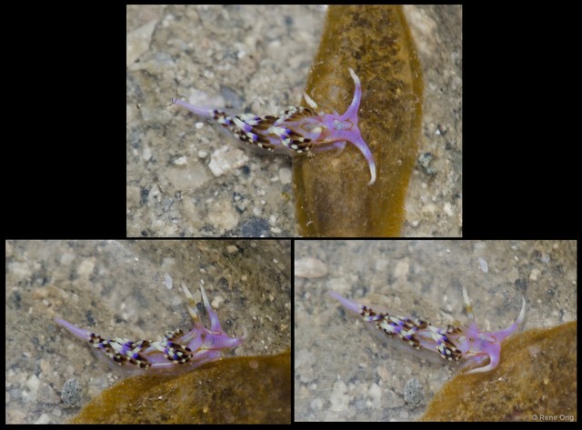 Facelina sp. "912ca83f" • © Rene Ong • All Rights Reserved