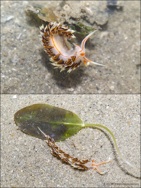 Phidiana militaris • © Ria Tan • All Rights Reserved