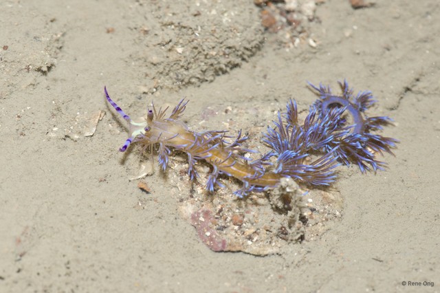Pteraeolidia ianthina