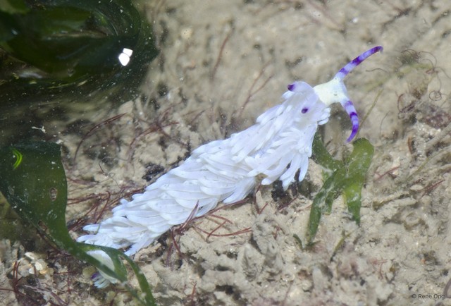 Pteraeolidia ianthina