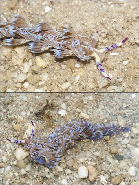 Pteraeolidia ianthina
