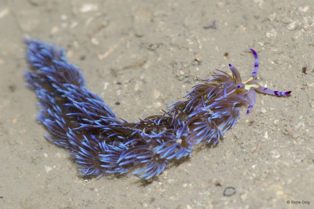 Pteraeolidia ianthina
