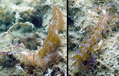 Pteraeolidia ianthina • © REL • All Rights Reserved