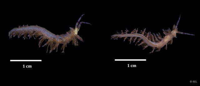 Pteraeolidia ianthina