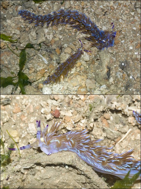 Pteraeolidia ianthina