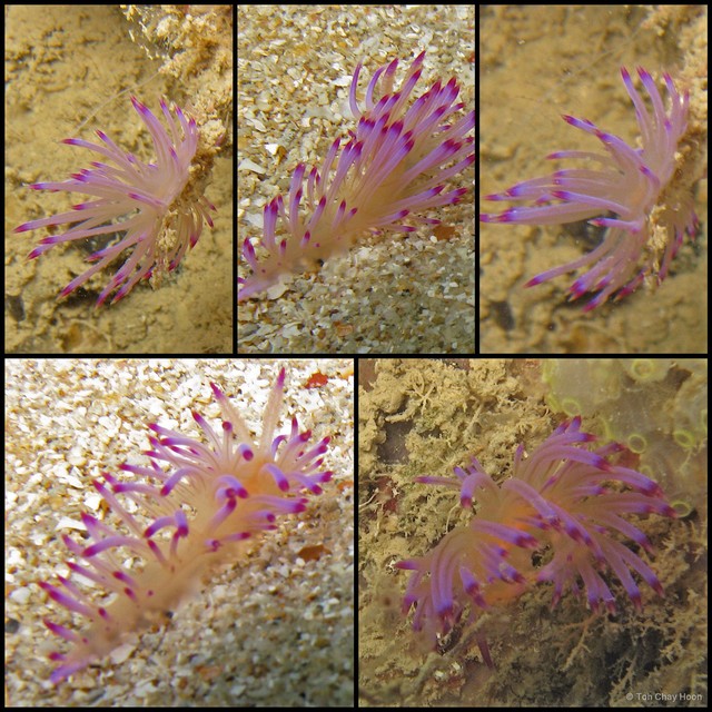 Coryphellina sp. "fa162940" • © Toh Chay Hoon • All Rights Reserved