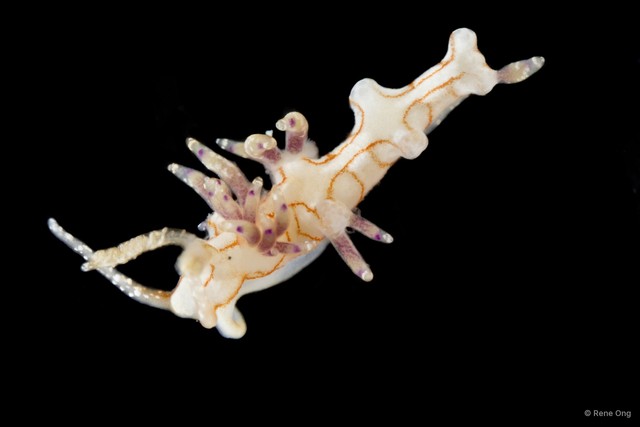 Flabellina sp. "1" • © Rene Ong • All Rights Reserved