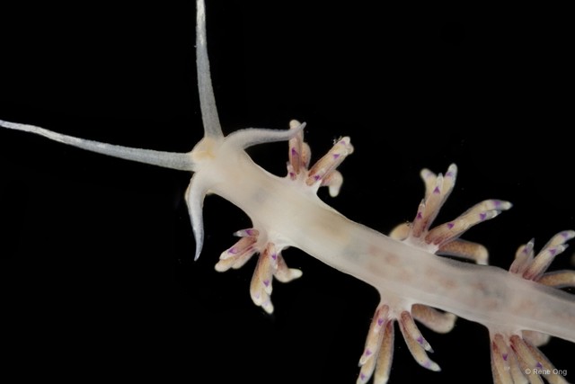Flabellina sp. "2" • © Rene Ong • All Rights Reserved