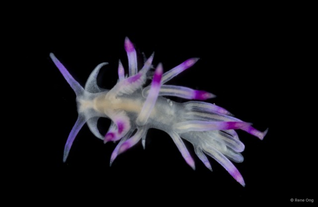 Flabellina sp. "3" • © Rene Ong • All Rights Reserved