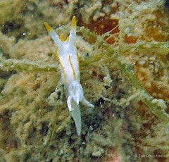 Goniodoridella savignyi • © Toh Chay Hoon • All Rights Reserved