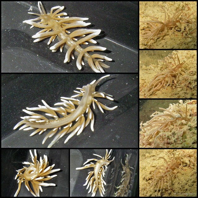 Phyllodesmium briareum • © Toh Chay Hoon • All Rights Reserved
