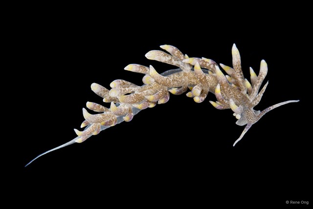 Phyllodesmium macphersonae • © Rene Ong • All Rights Reserved