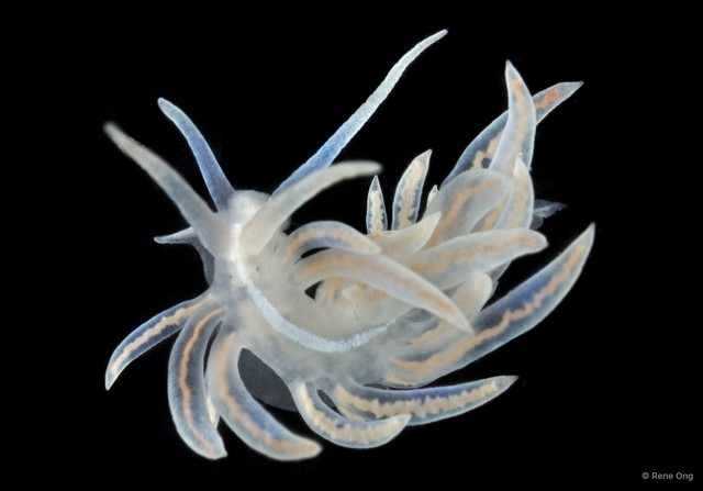 Phyllodesmium serratum • © Rene Ong • All Rights Reserved