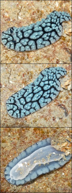 Phyllidiidae sp. "912ca909" • © Rene Ong • All Rights Reserved