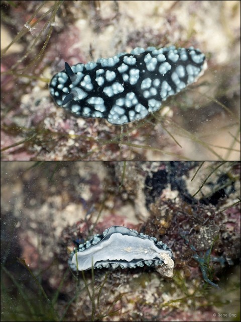 Phyllidiidae sp. "912ca90c" • © Rene Ong • All Rights Reserved