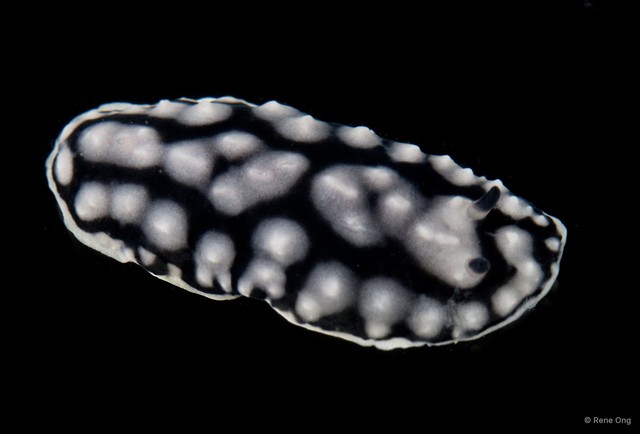 Phyllidia sp. "cf. varicosa" • © Rene Ong • All Rights Reserved