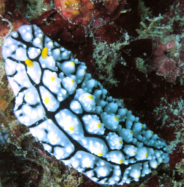 Phyllidia sp. "IP0351" • © REL • All Rights Reserved
