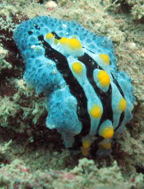 Phyllidia coelestis • © REL • All Rights Reserved
