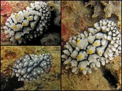 Phyllidia elegans • © Toh Chay Hoon • All Rights Reserved