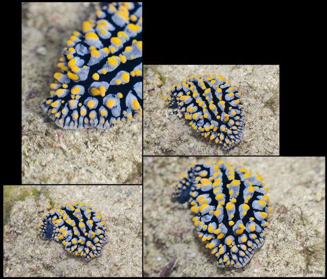 Phyllidia elegans