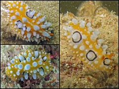 Phyllidia ocellata • © Toh Chay Hoon • All Rights Reserved