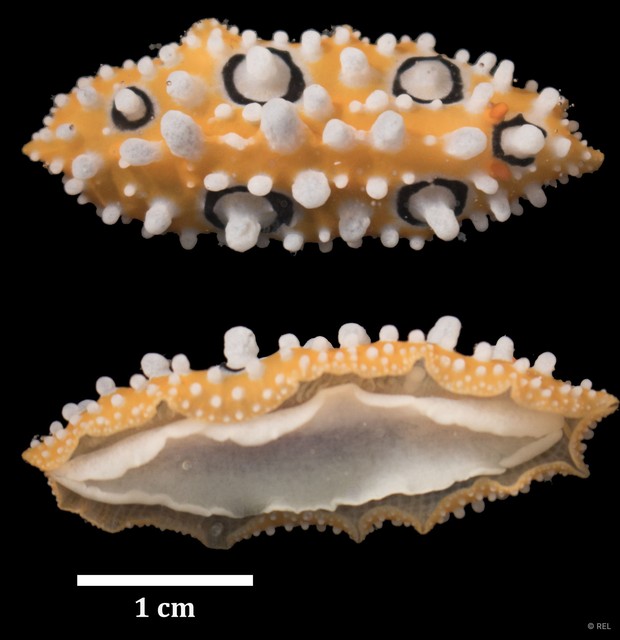 Phyllidia ocellata