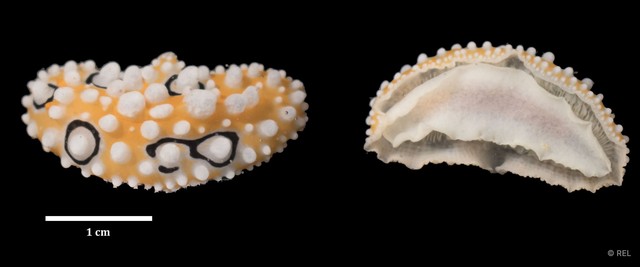 Phyllidia ocellata