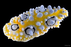 Phyllidia ocellata • © Rene Ong • All Rights Reserved