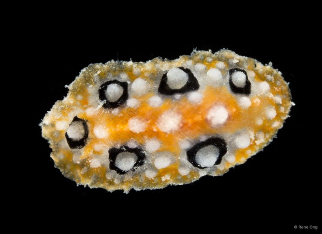 Phyllidia ocellata