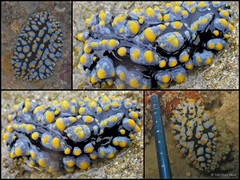 Phyllidia varicosa • © Toh Chay Hoon • All Rights Reserved