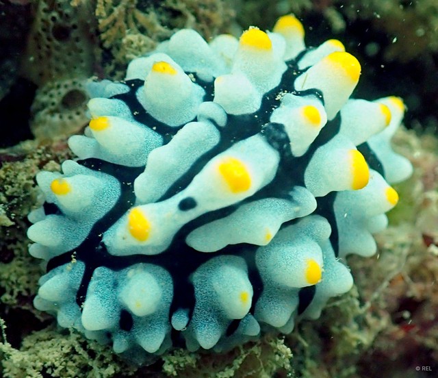Phyllidia varicosa