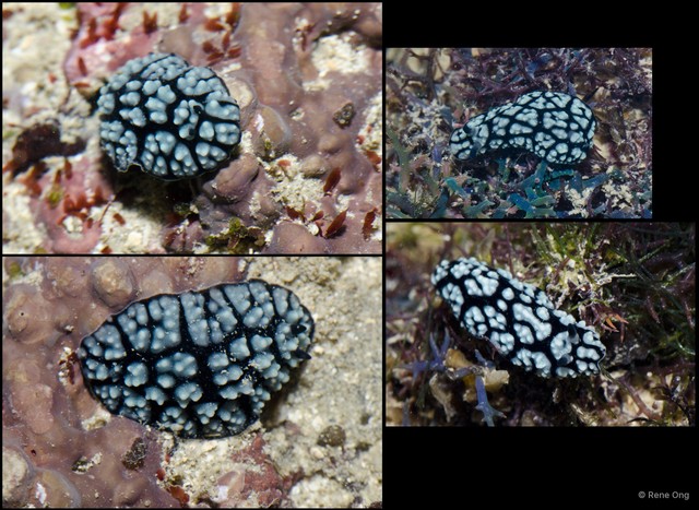 Phyllidiella sp. "cf. pustulosa" • © Rene Ong • All Rights Reserved