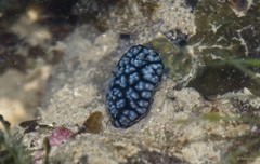Phyllidiella sp. "cf. pustulosa" • © Rene Ong • All Rights Reserved