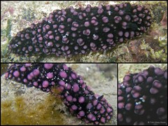 Phyllidiella nigra • © Toh Chay Hoon • All Rights Reserved