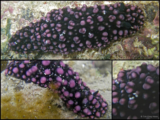 Phyllidiella nigra • © Toh Chay Hoon • All Rights Reserved