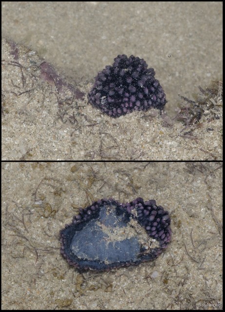 Phyllidiella nigra
