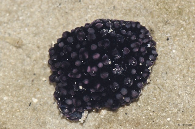 Phyllidiella nigra