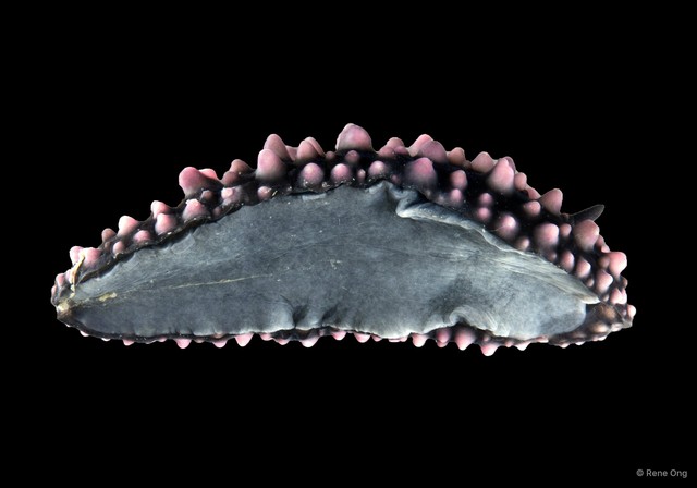 Phyllidiella nigra