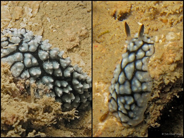 Phyllidiella pustulosa • © Toh Chay Hoon • All Rights Reserved