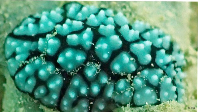 Phyllidiella pustulosa