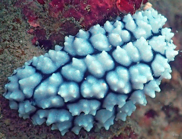 Phyllidiella pustulosa