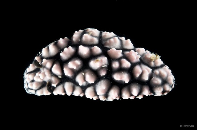Phyllidiella pustulosa