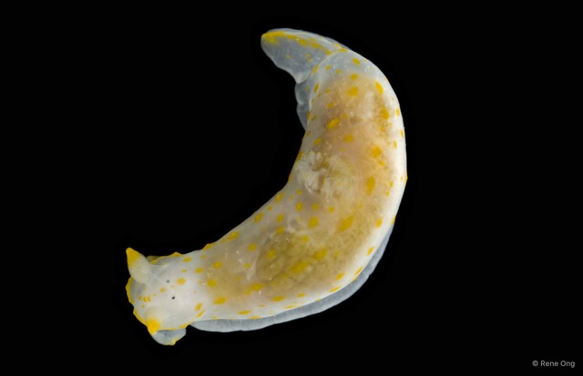 Gymnodoris sp. "1" • © Rene Ong • All Rights Reserved