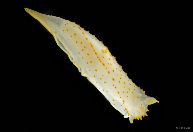 Gymnodoris sp. "2" • © Rene Ong • All Rights Reserved