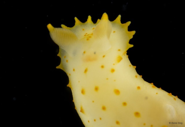 Gymnodoris sp. "3" • © Rene Ong • All Rights Reserved
