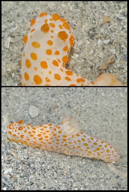 Gymnodoris sp. "912ca845" • © Rene Ong • All Rights Reserved