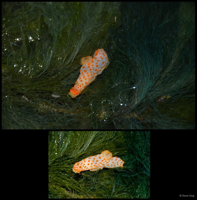 Gymnodoris sp. "912ca84b" • © Rene Ong • All Rights Reserved