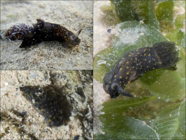 Gymnodoris sp. "c8f771ff" • © Ria Tan • All Rights Reserved